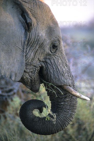 African Elephant (Loxodonta africana) feeding