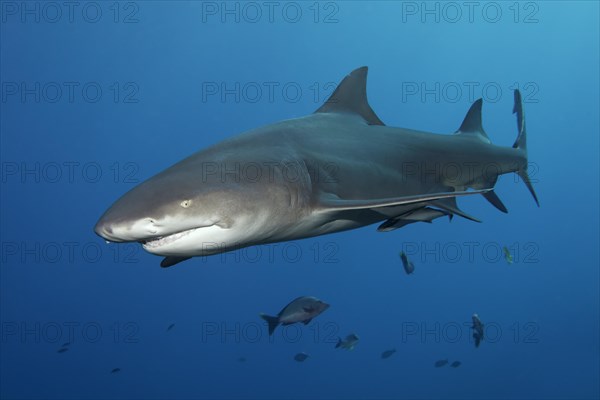 Sicklefin Lemon Shark (Negaprion acutidens)