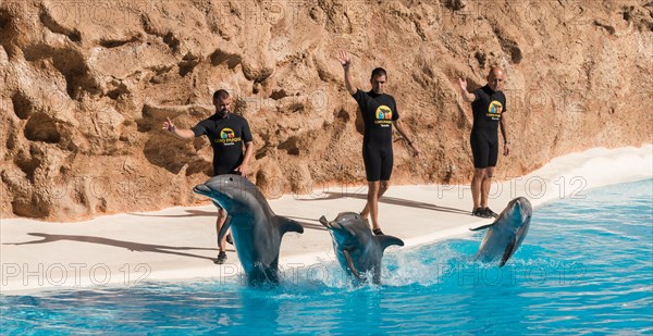 Dolphin Show