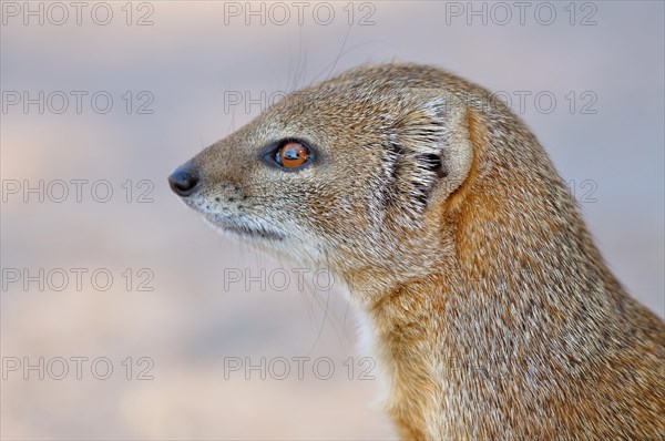 Yellow Mongoose (Cynictis penicillata)