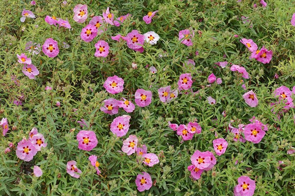 Orchid Rockroses (Cistus x purpureus)