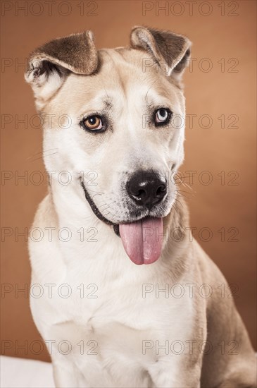 Akita Inu mixed-breed dog