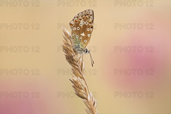 Chalkhill Blue (Polyommatus coridon)