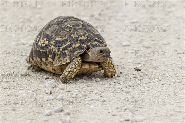 Leopard Tortoise (Stigmochelys pardalis)