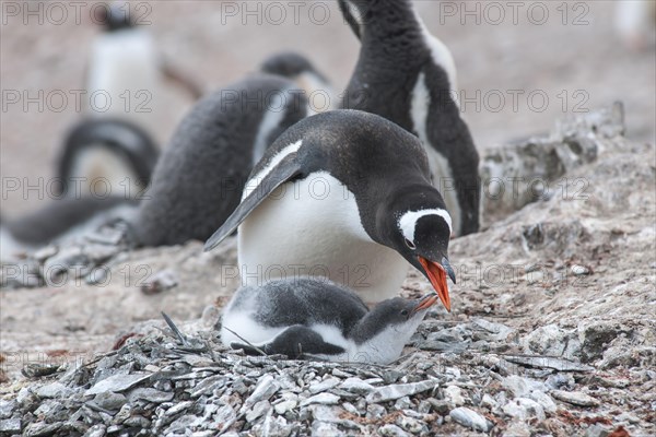 Gentoo Penguin (Pygoscelis papua) and chick at the nest