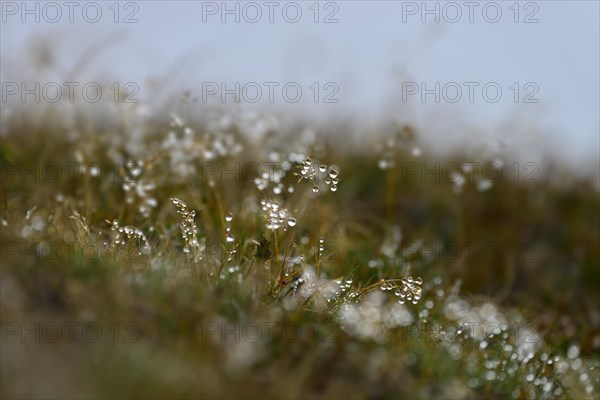 Grass with dew drops