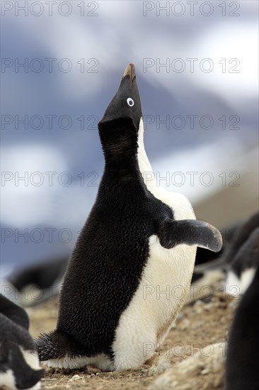 Adelie Penguin (Pygoscelis adeliae)