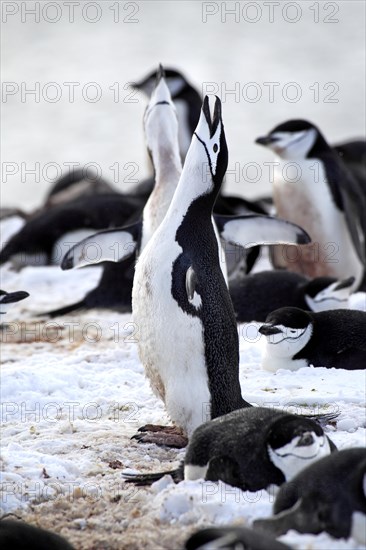 Chinstrap penguins (Pygoscelis antarctica)