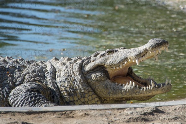 Nile Crocodile (Crocodylus niloticus)