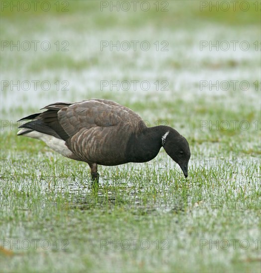 Brant or Brent Goose (Branta bernicla)