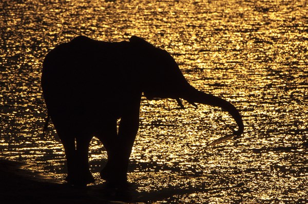 African Bush Elephant (Loxodonta africana)