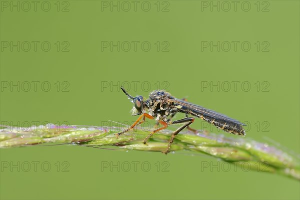 Robber Fly (Dioctria hyalipennis)