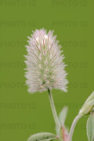 Hare's-foot Clover (Trifolium arvense)