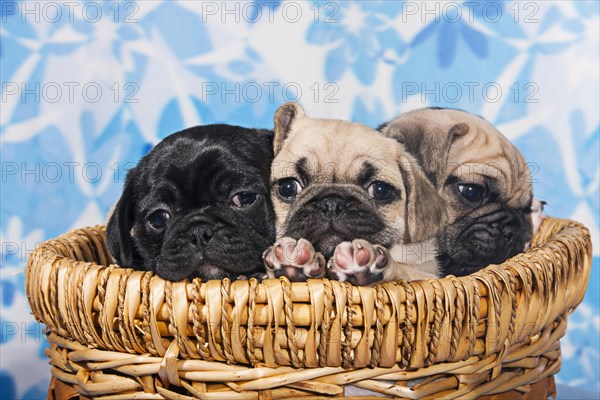 Three Pugs