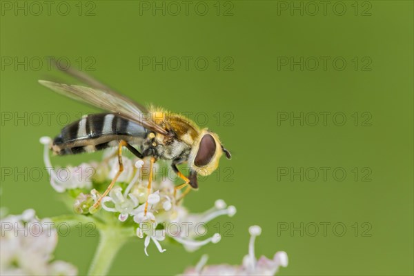 Hoverfly (Leucozona glaucia)