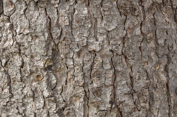 Bark of a Sycamore (Acer pseudoplatanus)