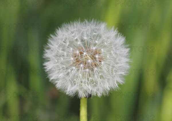 Dandelion clock