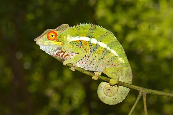 Panther Chameleon (Furcifer pardalis)