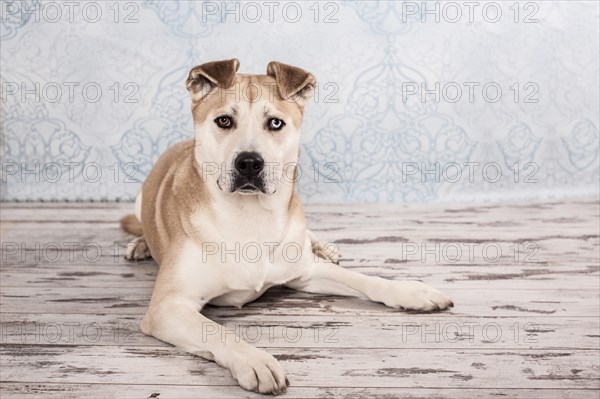 Akita Inu mixed-breed dog