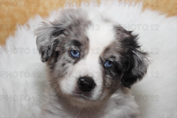 Miniature American Shepherd