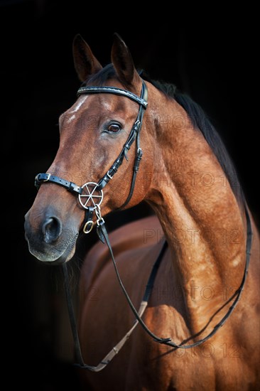 Oldenburg gelding