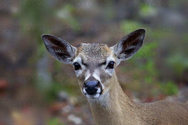 Key-white-tailed deer (Odocoileus virginianus clavium)