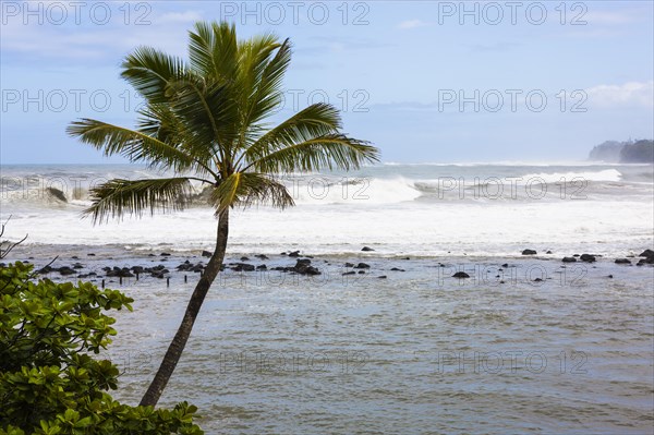 Coconut Palm (Cocos nucifera) and high waves in Hanalei Bay