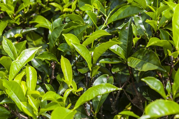 Tea plant