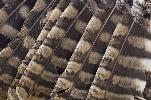 Tawny Owl or Brown Owl (Strix aluco)