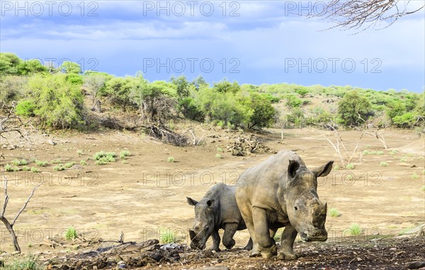 Two White Rhinoceroses or Square-lipped Rhinoceroses (Ceratotherium simum)