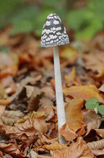 Magpie Inkcap (Coprinus picaceus)