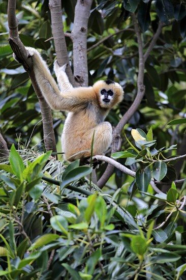 Northern White-cheeked Gibbon (Nomascus leucogenys)