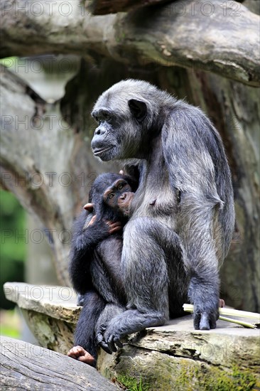 Chimpanzee (Pan troglodytes) female suckling young