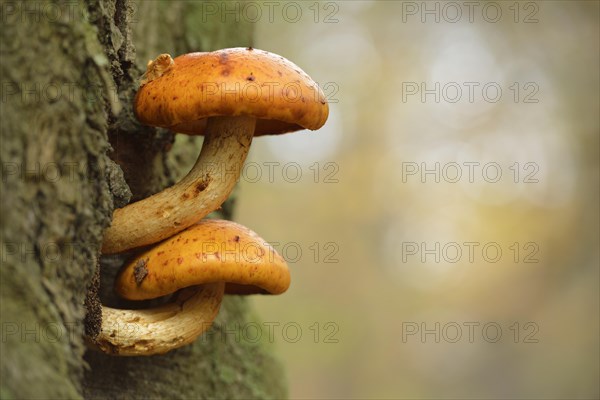 Golden Scalycap (Pholiota aurivella) on a beech tree