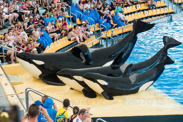 Three Killer Whales or Orcas (Orcinus orca) on land