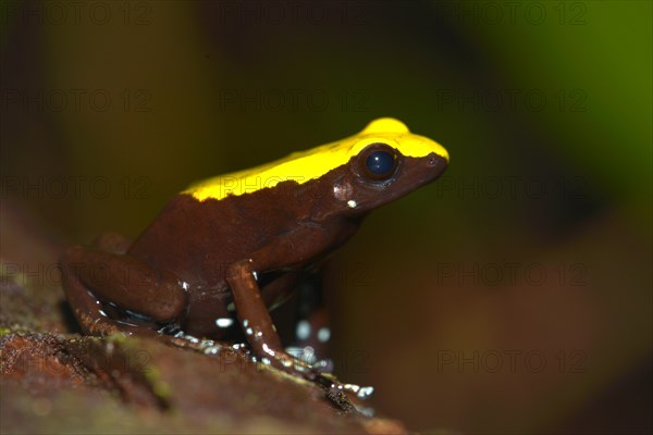 Climbing Mantella (Mantella laevigata)