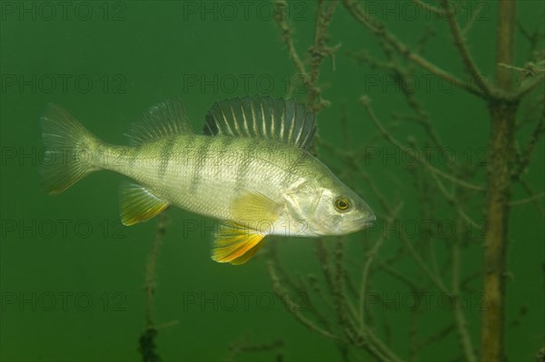 European perch (Perca fluviatilis)