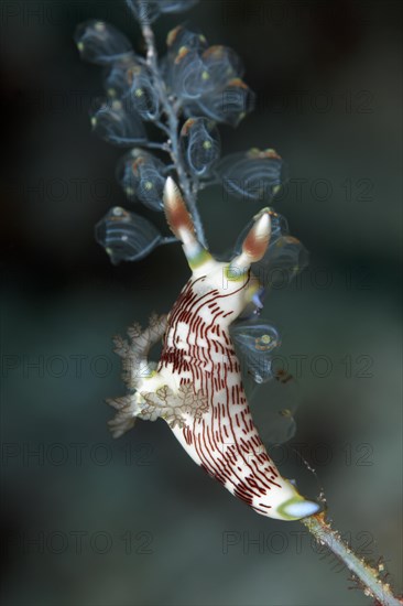 Red-Gilled Nembrotha (Nembrotha rutilans)