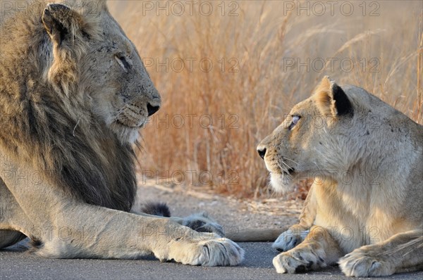 Lion and Lioness (Panthera leo)