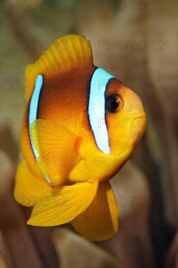 Young Red Sea clownfish (Amphiprion bicinctus)