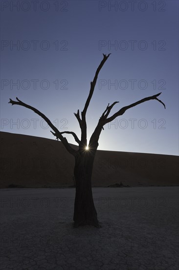 Dead or petrified Acacia tree area in front of a dune in the Dead Vlei or DeadVlei