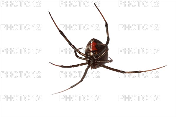 Redback Spider (Latrodectus hasselti)