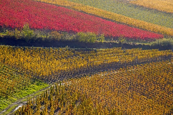 Vineyards in autumn