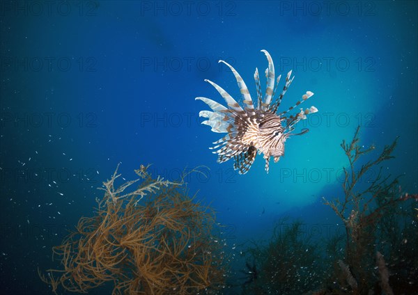 Red Lionfish (Pterois volitans)