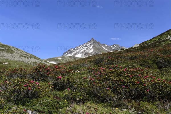 View into Dischma Valley with Alpine Roses