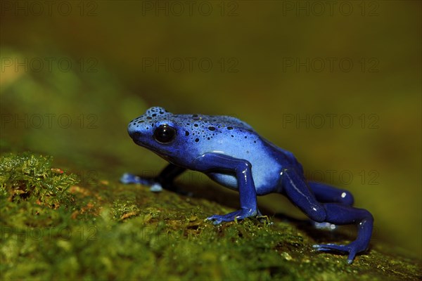 Blue Poison Frog (Dendrobates tinctorius)