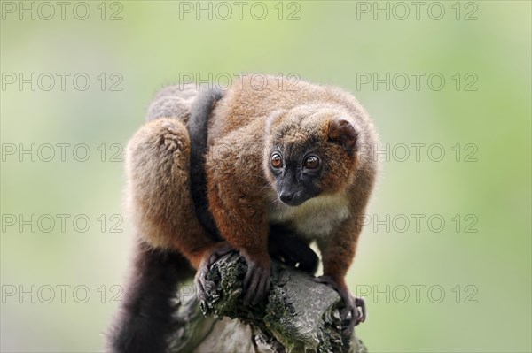 Red-bellied Lemur (Eulemur rubriventer)