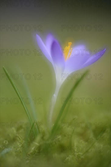 Early Crocus (Crocus tommasinianus)