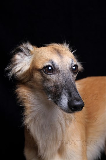 Longhaired Whippet or Silken Windsprite