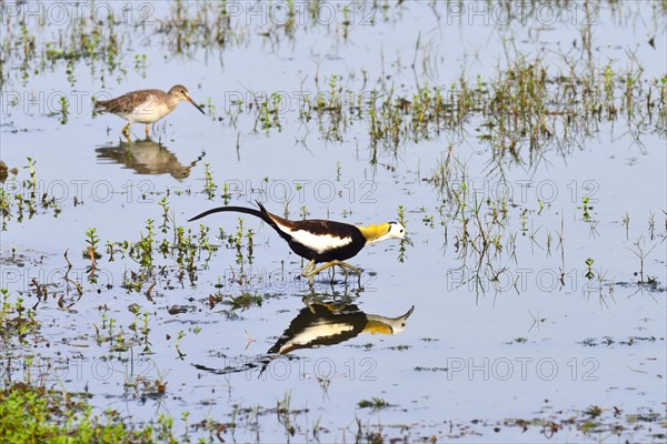 Pheasant-tailed Jacana (Hydrophasianus chirurgus)